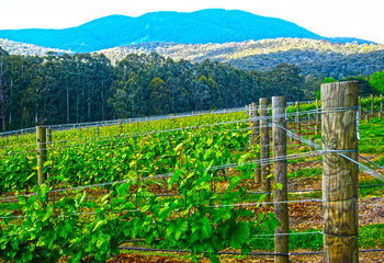 Valley Farm Vineyard Cottages - Accommodation Melbourne 10