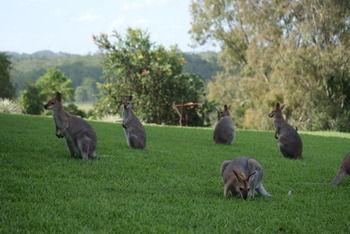 Mary Valley Views B + B - Accommodation Melbourne 10