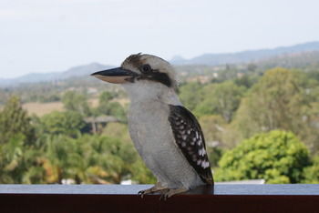 Mary Valley Views B + B - Accommodation Melbourne 19