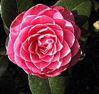 Cloverlea Gardens Bed and Breakfast - Accommodation Melbourne