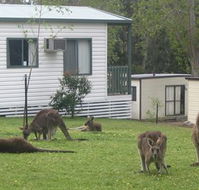 Halls Gap Caravan Park - Accommodation Melbourne