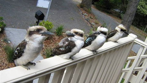 Around About Lorne Studios Or B&B - Melbourne 4u 2