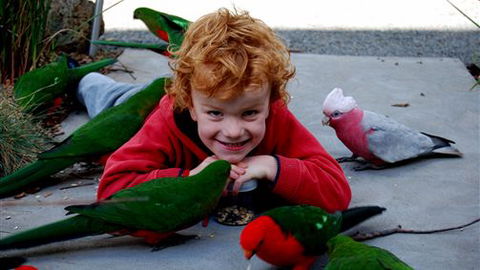 Around About Lorne Studios Or B&B - Melbourne 4u 3