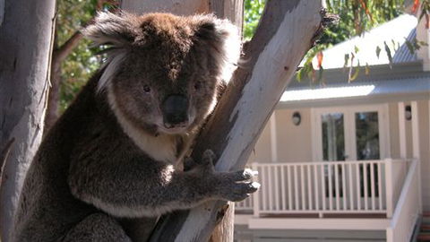 Around About Lorne Studios Or B&B - Melbourne 4u 1