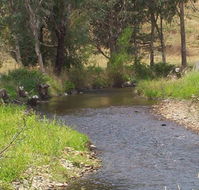Murphy's Cabin - Melbourne 4u