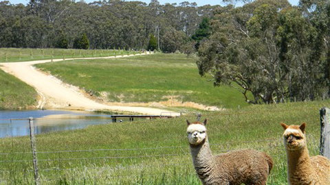 Cygnet Park Country Retreat - Accommodation Melbourne 3