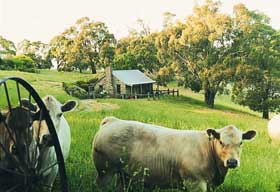 Adelaide Hills Country Cottages - Gum Tree Cottage - Melbourne 4u 1