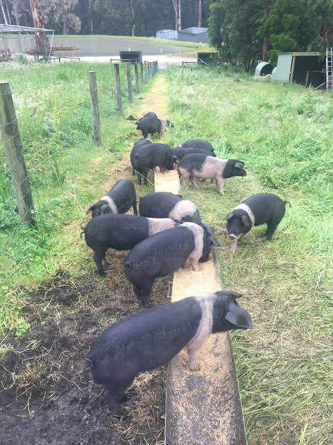 Lalee Farm - Accommodation Melbourne 4