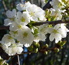 Coolah Caravan Park - Accommodation Melbourne