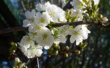 Coolah Caravan Park - Accommodation Melbourne 0