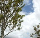 Glen Villa Resort and Tourist Park Casino - Accommodation Melbourne