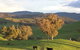 Widgee Murra - thumb 7