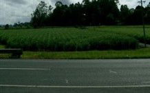 Poinciana Motel - Murwillumbah - Accommodation Melbourne 1