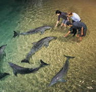 Tangalooma Wild Dolphin Resort - Accommodation Melbourne