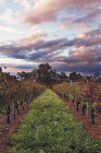 Lamonts Winery, Restaurant & Gallery - Melbourne 4u 0