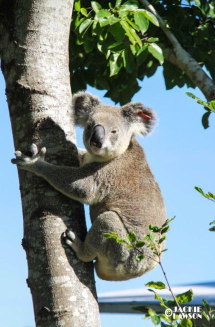 Esk Caravan Park And Rail Trail Motel - Accommodation Melbourne 5