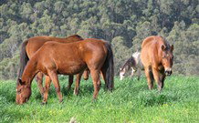 Mansfield Cottage Barrington Tops Accommodation - Accommodation Melbourne 1