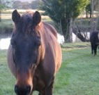 Reynella Kosciusko Rides Accommodation - Melbourne 4u