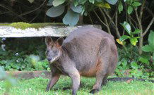 Bellawongarah At Berry - Accommodation Melbourne 6