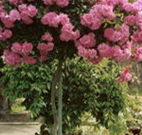 Eden Bed and Breakfast - Accommodation Melbourne