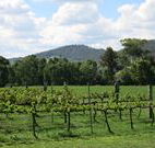Jessica's Guest House and Vineyard - Melbourne 4u