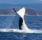 Snug Cove Bed and Breakfast - Accommodation Melbourne