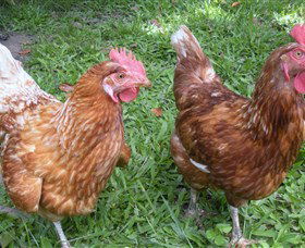Imbil Bridge Farm - Accommodation Melbourne 1