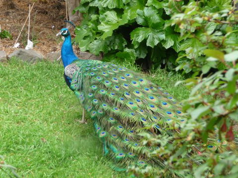 Eurambeen Historic Homestead And Gardens - Accommodation Melbourne 4