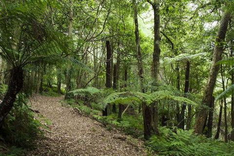 The Jungle Lodge, Blue Mountains Botanic Gardens - Accommodation Melbourne 7