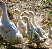 Duck Duck Goose Bed and Breakfast - Accommodation Melbourne
