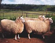 Camerons Farmstay - Accommodation Melbourne 2