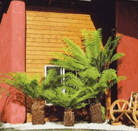 Whispering Spirit Cottage  Miniature Pony Stud - Accommodation Melbourne