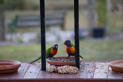 BellbirdHill Bed And Breakfast - Accommodation Melbourne 9