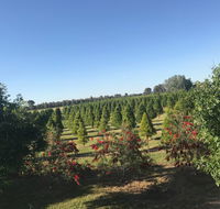 Rutherglen Christmas Trees Farm Stay - Accommodation Melbourne