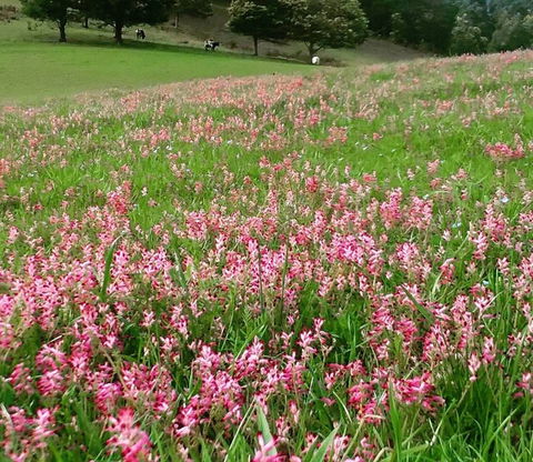 Eden Orchard And Farmstay - Melbourne 4u 4
