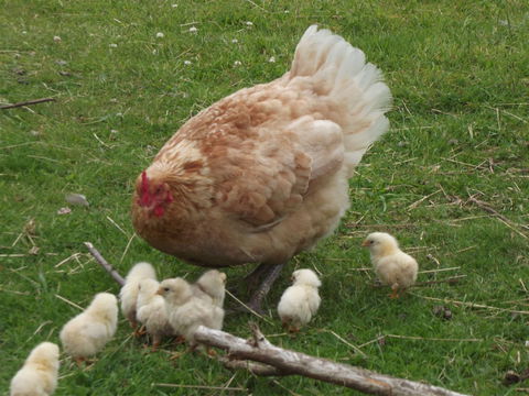 Eden Orchard And Farmstay - Melbourne 4u 5