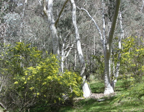 Highfield Farm And Woodland Bush Campsites - Accommodation Melbourne 4