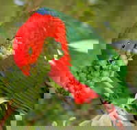 Peacock Creek campground - Accommodation Melbourne