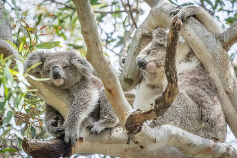 Swan Cove On Raymond Island - Accommodation Melbourne 5