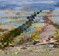Eaglereach Wilderness Resort - Accommodation Melbourne