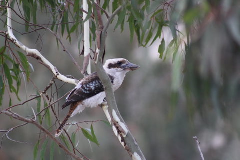 Rabbiters Hut - Accommodation Melbourne 3