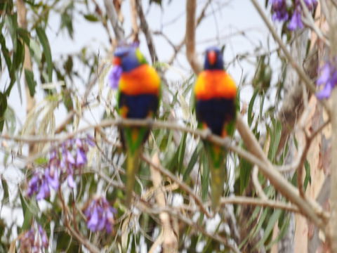 Twilight Grove Farm Bed And Breakfast - Accommodation Melbourne 0