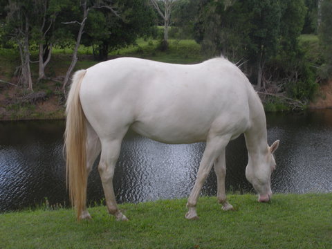 Imbil Bridge Farm And Homestead - Accommodation Melbourne 1