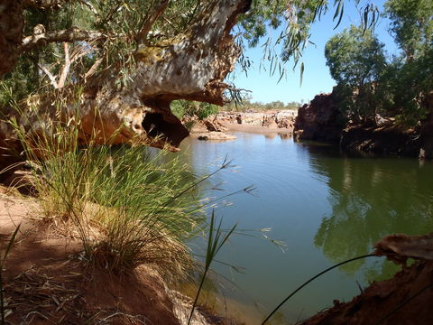 Peedamulla Campground And Cultural Tours - Melbourne 4u 1