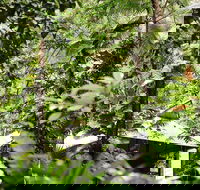 Daintree Ecolodge - Accommodation Melbourne