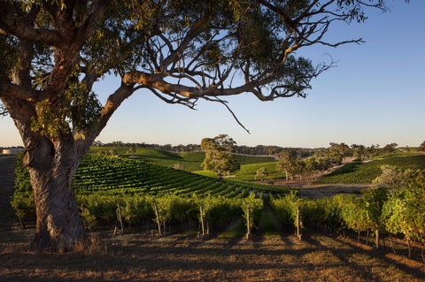 Longview Vineyard Accommodation - Accommodation Melbourne 2