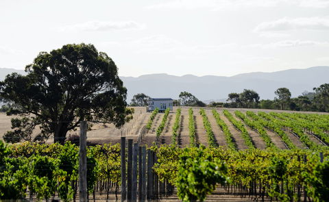 Hounds Run Vineyard - Accommodation Melbourne 1