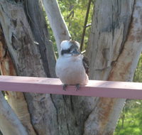 Kookaburra Dreaming - Accommodation Melbourne