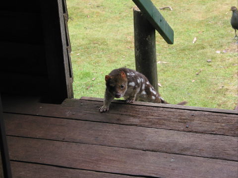 Mountain Valley Wilderness Holidays - Accommodation Melbourne 2