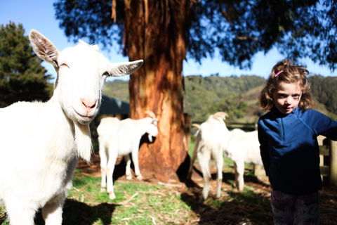 Valley View Nature Retreat - Accommodation Melbourne 2